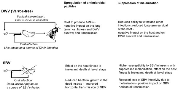 Schematic representation of the impacts of SBV and DWV infections on the melanisation pathway, AMP production, host survival and viral transmission.