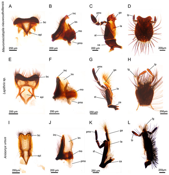 Mouthparts of three different hopliine species according to their designated feeding guilds.