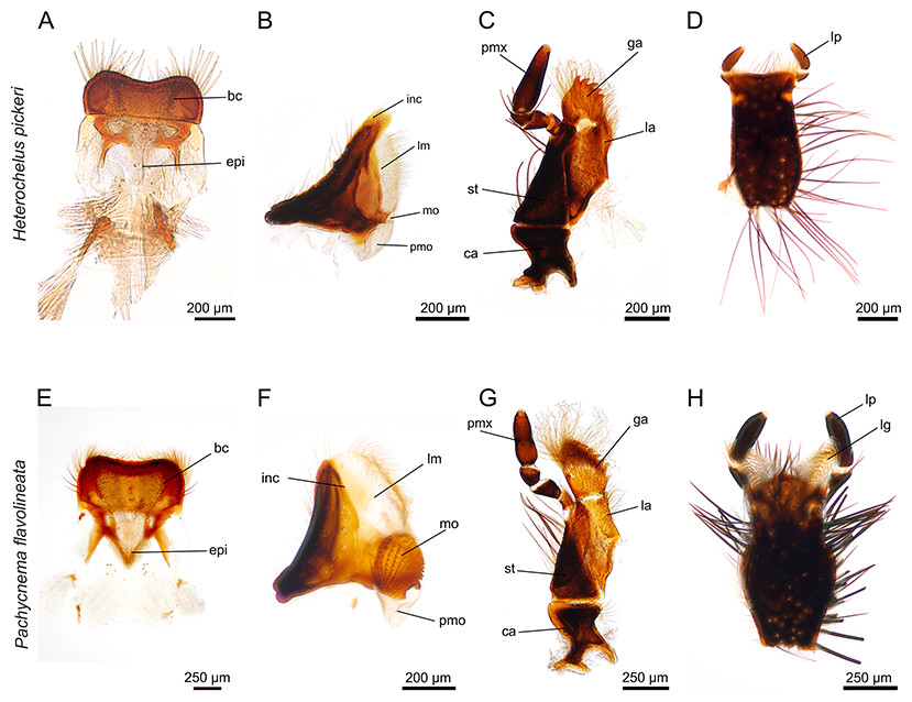Comparative morphology of the mouthparts of the megadiverse South African  monkey beetles (Scarabaeidae: Hopliini): feeding adaptations and guild  structure [PeerJ]