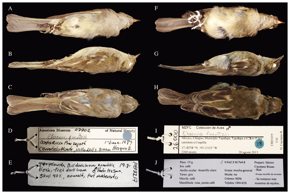 Phylogenetic and morphologic evidence confirm the presence of a new montane cloud forest associated bird species in Mexico, the Mountain Elaenia (Elaenia frantzii; Aves Passeriformes Tyrannidae) PeerJ pic