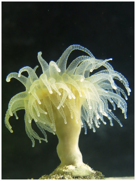 The cold-water coral Desmophyllum dianthus.