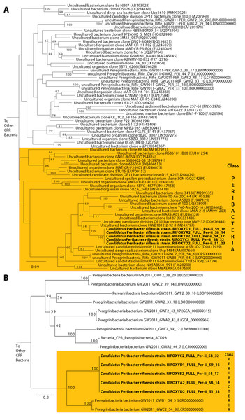 Phylogenetic placement of the Ca. P. riflensis genomes.