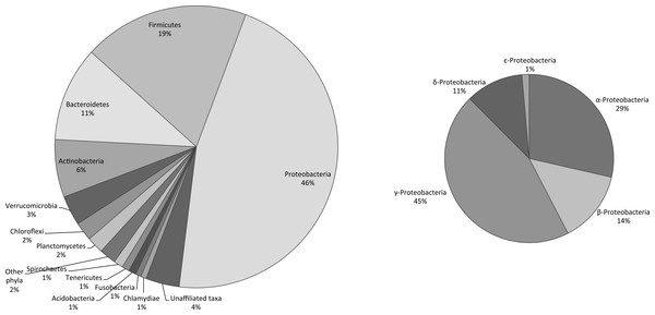 Relative richness of the heterotrophic bacterial operational taxonomic units (OTUs) at the phylum level, found in commercially available “Spirulina” food supplements in the Greek market.