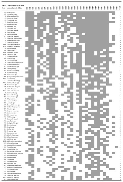 Heatmap of occurrence of the most common (found in ≥10 products) operational taxonomic units (OTUs) that were closely related to heterotrophic bacteria in commercially available “Spirulina” food supplements in the Greek market.