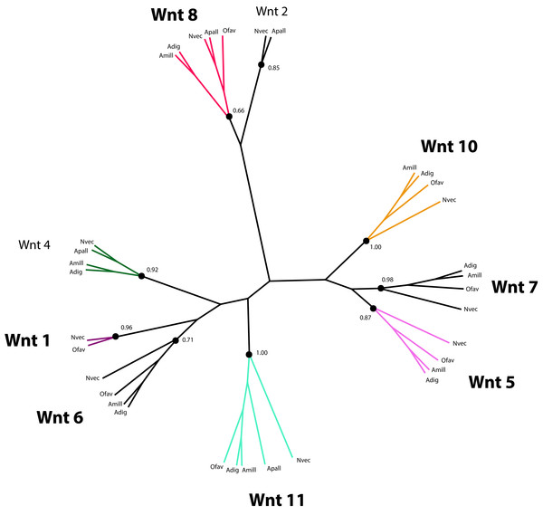 Phylogenetic analysis of Wnt-like protein sequences in O. faveolata transcriptome.