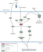 RNA-Seq of the Caribbean reef-building coral Orbicella faveolata ...