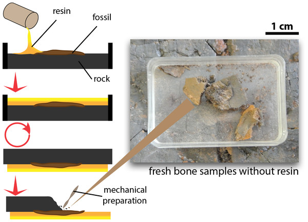 Procedure of excavation and preparation of Messel Pit turtles and the obtention of the bone samples analyzed in this study.