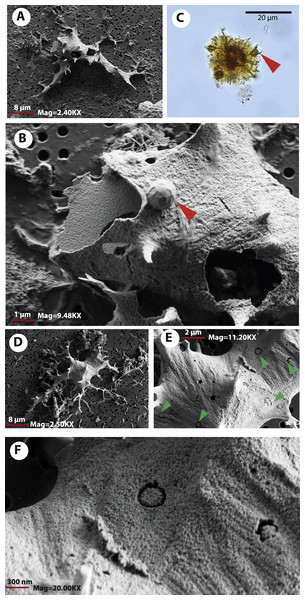 Osteocytes-like microstructures from Messel Pit turtles under FESEM.