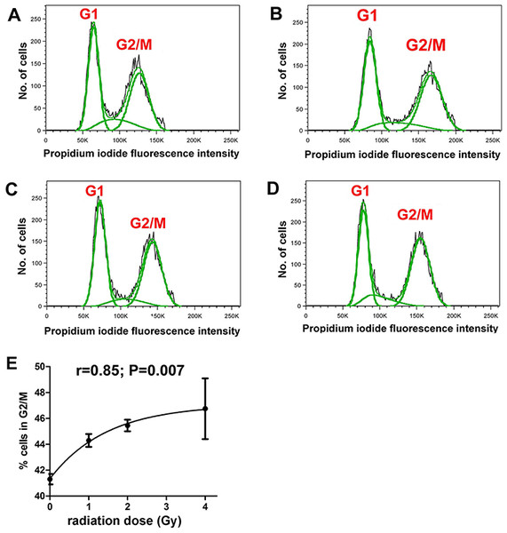 Cell cycle analysis of γ-irradiated HepG2 cells.