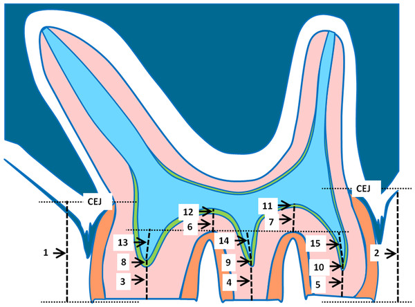Schematic drawing of a parasagittal section of a rat molar.