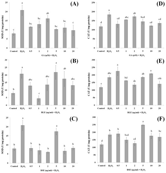 The effects of gallic acid, BLE and BSE on activities of SOD (A–C) and CAT (D–F) in HepG2 cells following H2O2-induced oxidative damage.