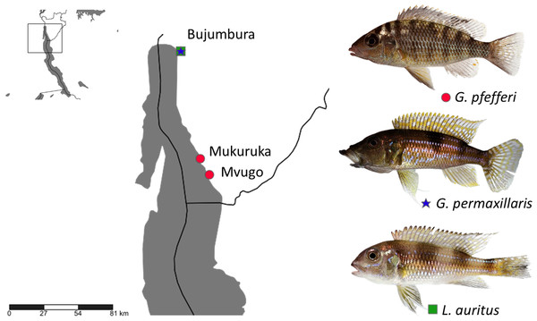 Sampling localities in Lake Tanganyika with indication of host species (photos by Wolfgang Gessl).
