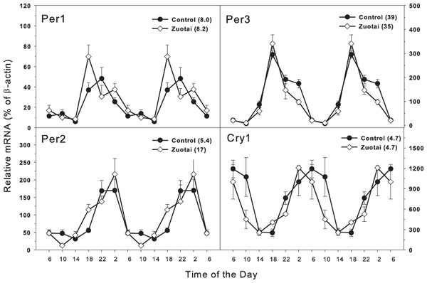 Effects of Zuotai on the expression of the clock feedback control gene Per1, Per2 (left) and Per3 145 and Cry1 (right). Mice were given the dose of Zuotai (10 mg/kg, po) for 7 days, and the livers were collected at 6:00, 10:00; 14:00, 18:00, 22:00 and 2:00.
