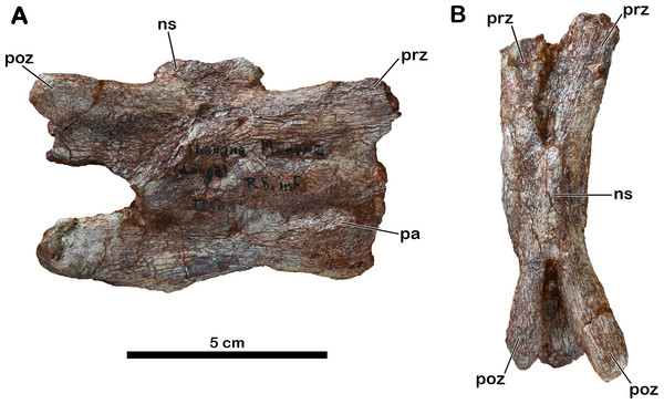 Anterior cervical vertebra of Meroktenos, MNHN.F.LES351a.