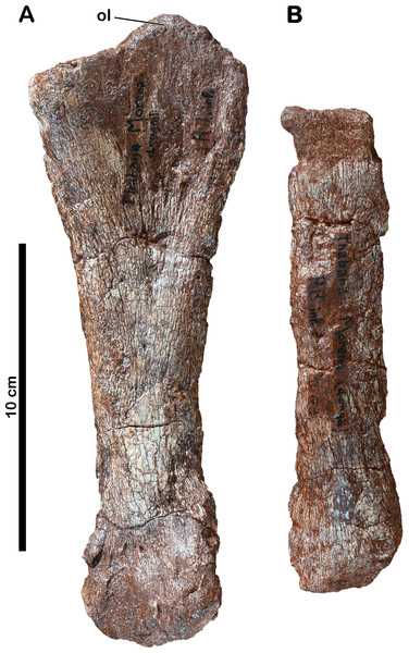 Forelimb bones of Meroktenos.