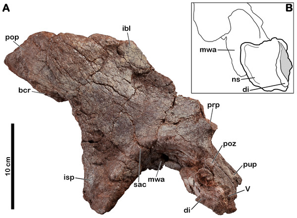 Right ilium of Meroktenos, MNHN.F.LES16a.