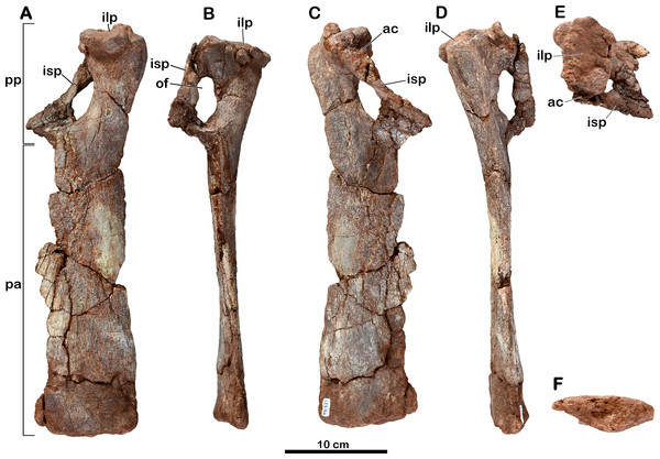 Left pubis of Meroktenos, MNHN.F.LES16b.