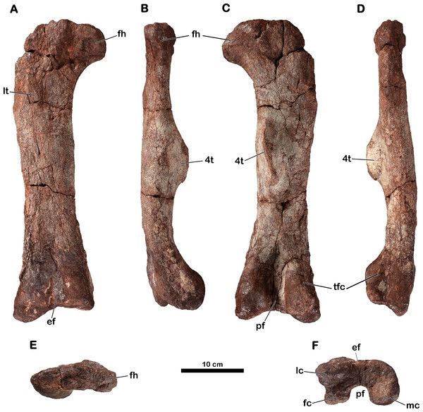 Right femur of Meroktenos, MNHN.F.LES16c.