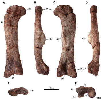 New material and revision of Melanorosaurus thabanensis, a basal ...