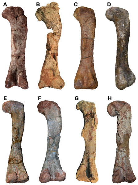 Comparative figure showing the posterior view of the femora of Late Triassic basal sauropodomorphs from Southwestern Gondwana.