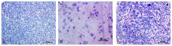 Toluidine blue staining of semi-thin sections (1 µm) of Alginate bead (B) and pellet culture (C) after 21 days of culture in chondrogenic medium and MSCs in day 0 (A).