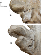 Taxonomic and systematic revisions to the North American Nimravidae ...