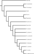 Taxonomic and systematic revisions to the North American Nimravidae ...