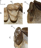 Taxonomic and systematic revisions to the North American Nimravidae ...