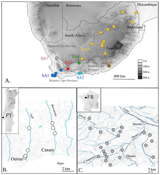 Map of the native (A. South Africa) and invaded X. laevis localities (B. Portugal, C. France) surveyed in this study.