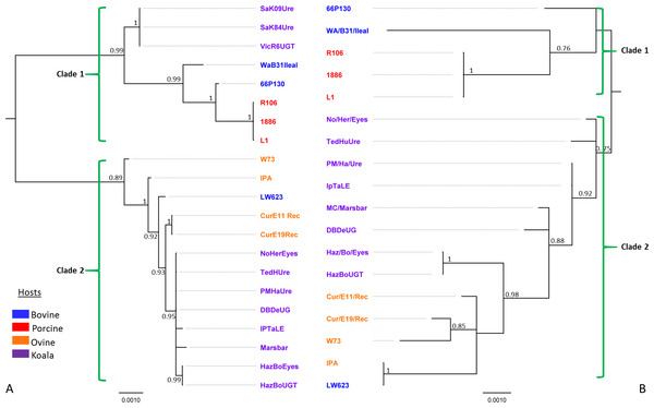 Bayesian phylogenetic analyses of (A) 7.5 kbp 21 pCpec sequences from C. pecorum strains from porcine, ovine, bovine, and koala hosts; and (B) concatenated sequences of the seven MLST C. pecorum genes from 18 corresponding strains harbouring plasmids.