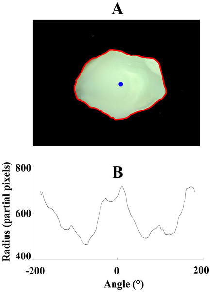 Image of an otolith (A) with its corresponding 1D signal (B).