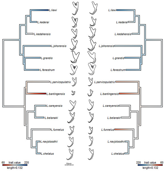 Continuous character mapping of anchor size (in µm) of ventral (left) and dorsal (right) anchors onto the maximum likelihood phylogeny of the 13 Ligophorus species.
