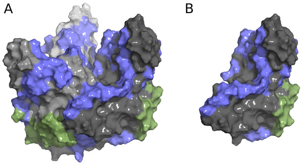 Structure of Ebola GP1-GP2 trimer complex (A) and individual GP1-GP2 dimer (B) with structural epitopes from KZ52 and other known linear epitopes.
