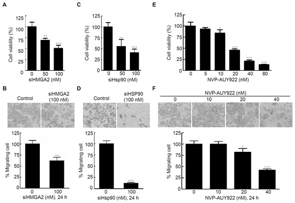 Effects of gene-specific inhibition of HMGA2 or Hsp90 and pharmaceutical inhibition of Hsp90 were similar.