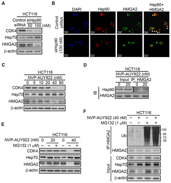 Direct interaction between HMGA2 and Hsp90.