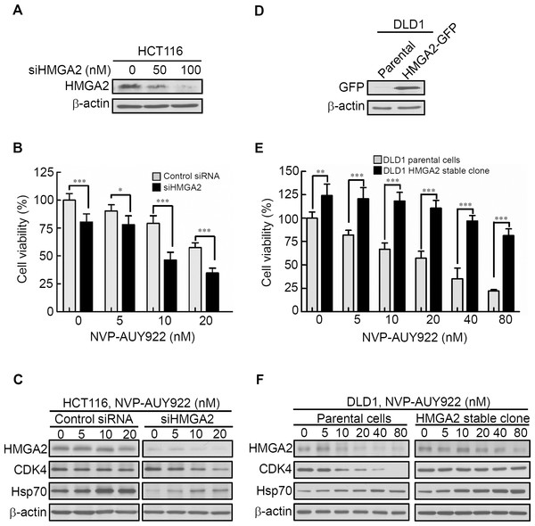 Expression levels of HMGA2 are responsible for NVP-AUY922 drug sensitivity.