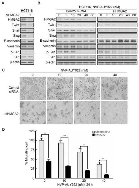 Knockdown HMGA2 expression can enhance the effect of NVP-AUY922-mediated suppression of EMT and migratory ability of HCT116 cells.