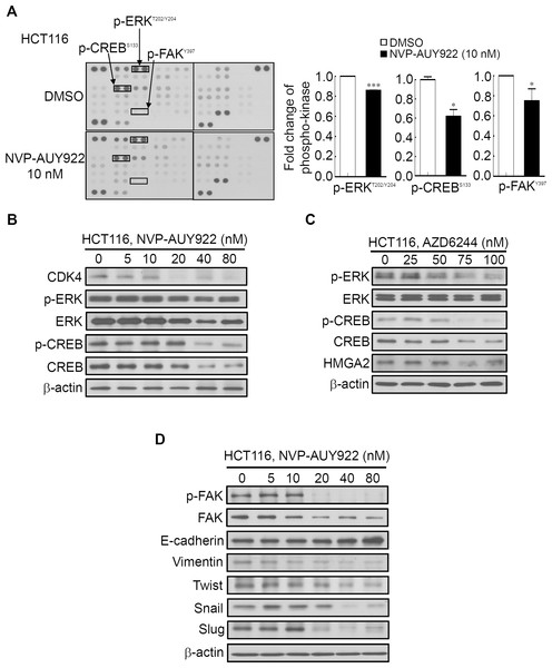 Human phospho-kinase array analysis in response to NVP-AUY922 treatment in HCT116 cells.