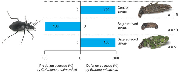 Predation success of the carabid Calosoma maximoviczi and defensive success of the bagworm Eumeta minuscula for different bag treatments (control, bag-removal, and bag-replacement).