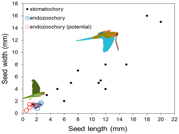 Length and width of seeds dispersed by endozoochory (blue circles, this study) and stomatochory by parrots.