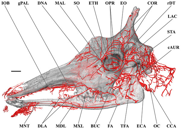 Cranial arteries of the adult giraffe viewed from the lateral perspective.