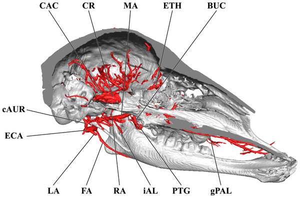 Cranial arteries of the neonate giraffe, medial perspective.