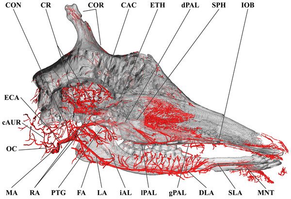 Cranial arteries of the adult giraffe, medial perspective.
