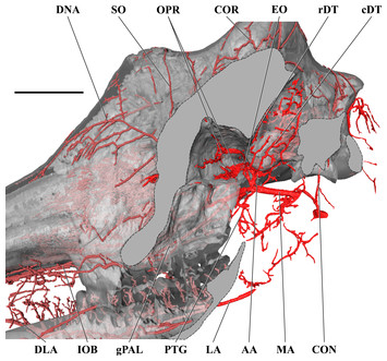 A comparison of postnatal arterial patterns in a growth series of ...