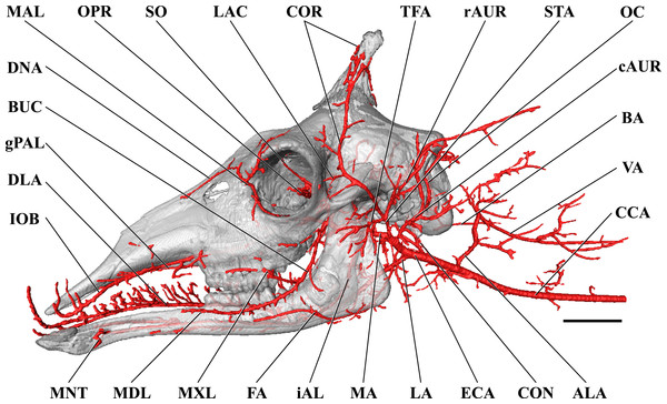 Cranial arteries of the juvenile (6 month-old) giraffe viewed from the lateral perspective.
