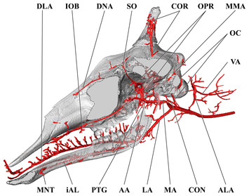 A comparison of postnatal arterial patterns in a growth series of ...