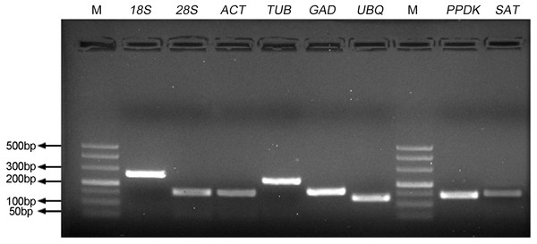 Specificity of primer pairs for qRT-PCR amplification.