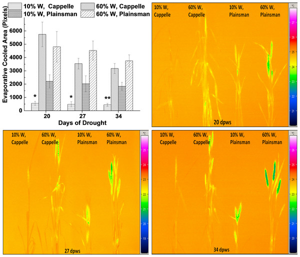Thermal imaging of drought stressed Cappelle Desprez and Plainsman V wheat plants.