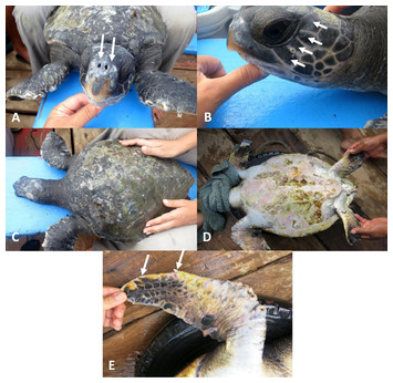 First record of hybridization between green Chelonia mydas and ...