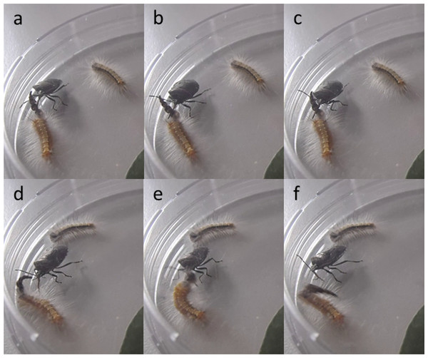 Screen captures from a video of an attack by the pentatomid bug on a Uraba lugens caterpillar, showing how the caterpillar uses its head capsule stack to defend itself; head capsule stack (A–C) serving as a false target or decoy, (D–F) being used to deflect the bug’s rostrum.